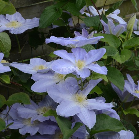 Clematis SUCCESS® Lavender 'TRA27'