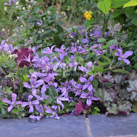 Clematis SAPHYRA® Estrella 'CLEMINOV27'