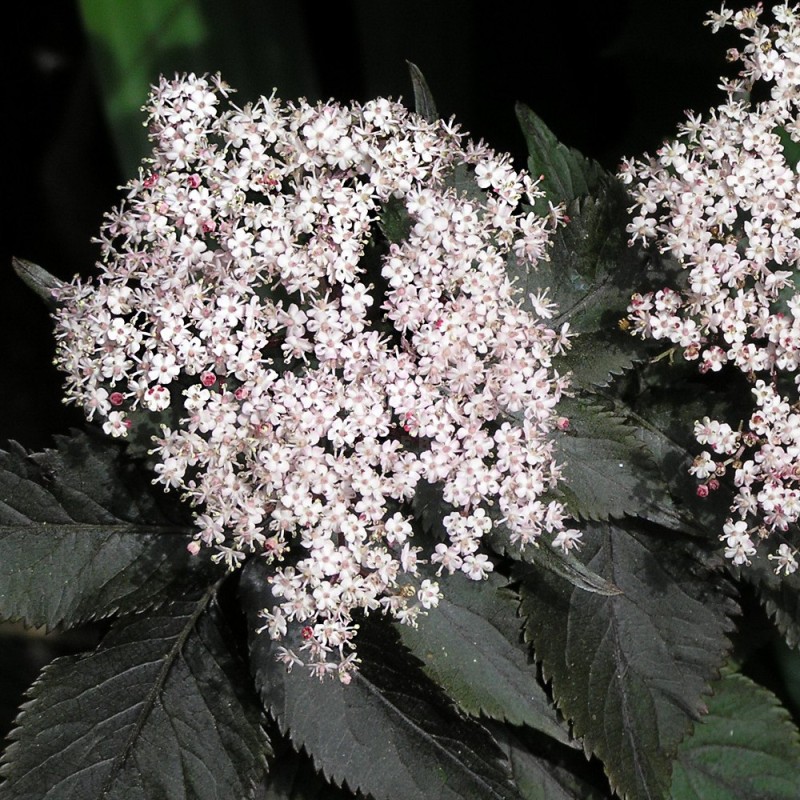 Sambucus nigra BLACK TOWER 'Eiffel 1'
