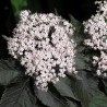Sambucus nigra BLACK TOWER 'Eiffel 1'