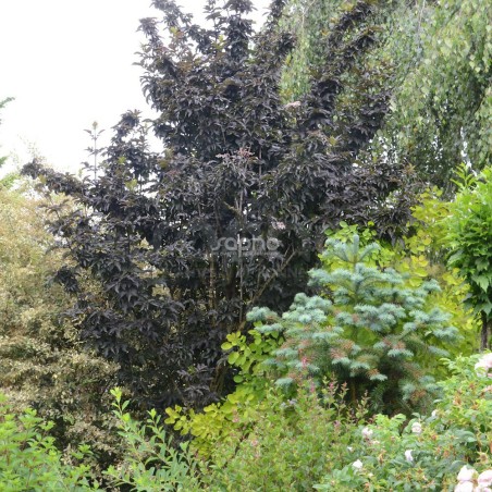 Sambucus nigra BLACK TOWER 'Eiffel 1'