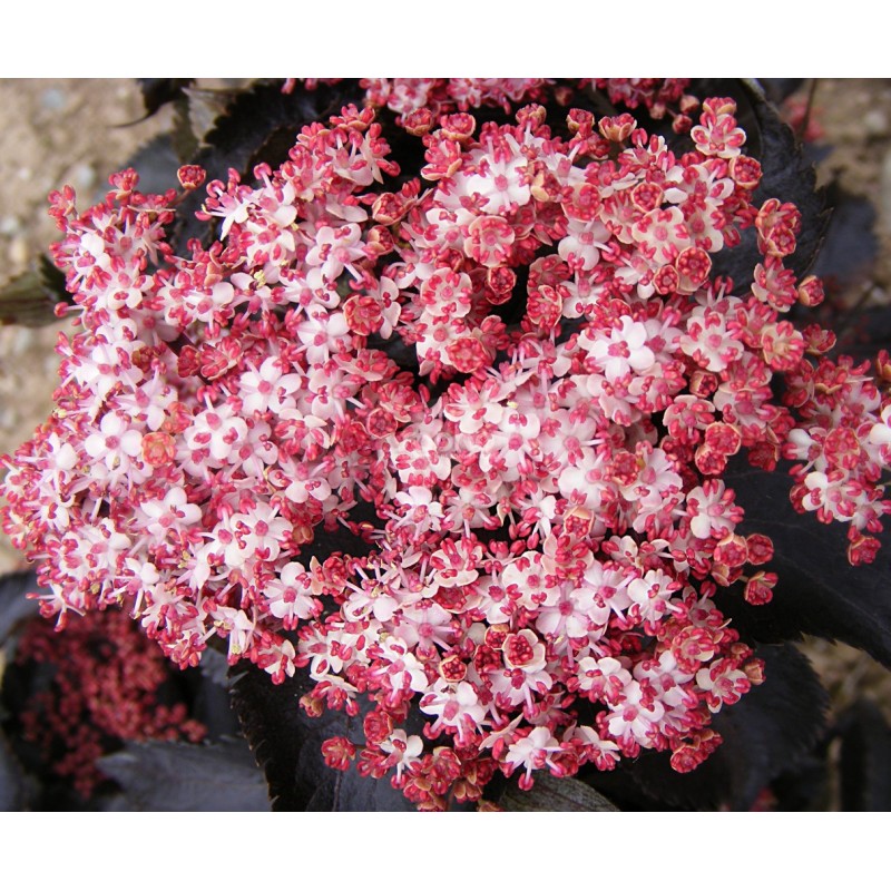 Sambucus nigra BLACK TOWER 'Eiffel 1'