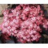 Sambucus nigra BLACK TOWER 'Eiffel 1'