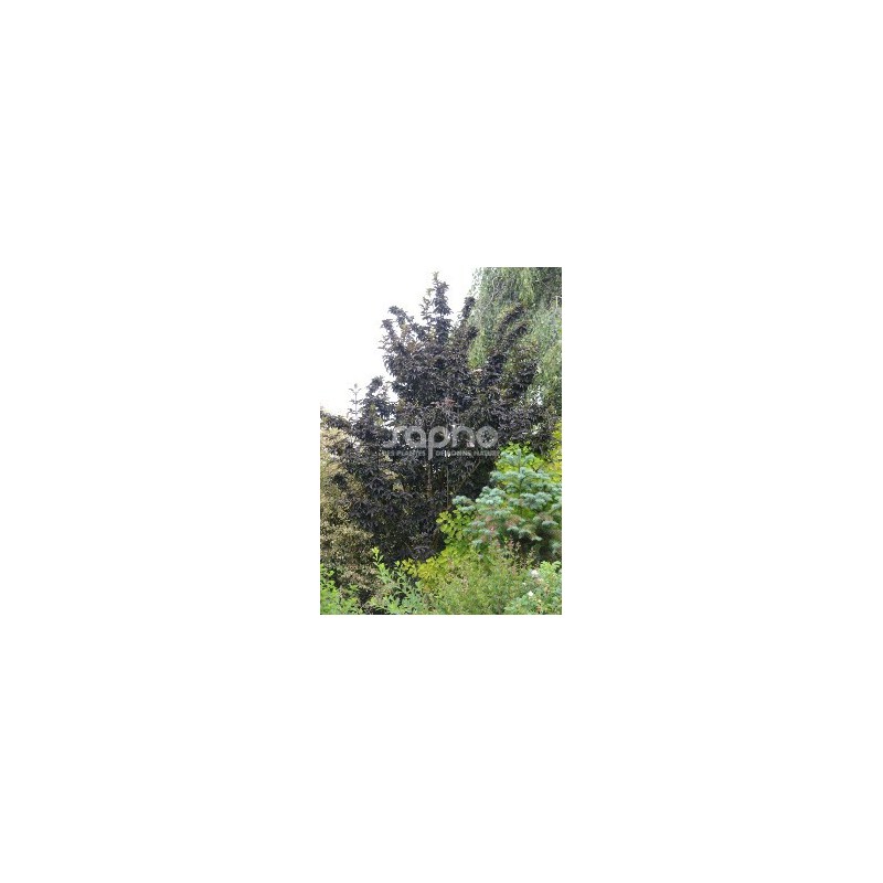 Sambucus nigra BLACK TOWER 'Eiffel 1'