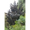 Sambucus nigra BLACK TOWER 'Eiffel 1'