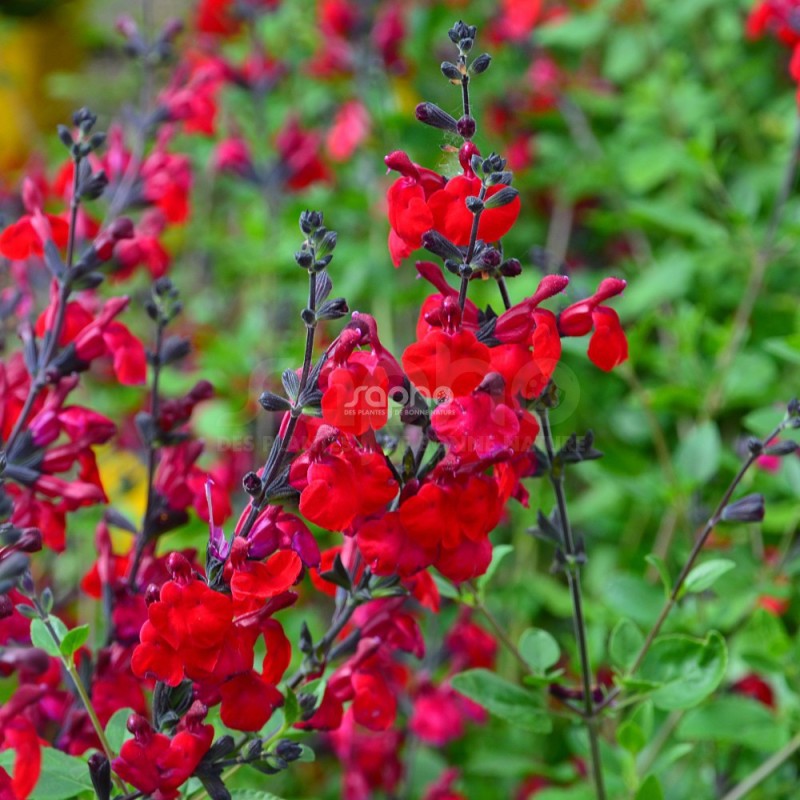 Salvia x jamensis RÊVE® ROUGE 'FAURESAL02'