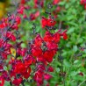 Salvia x jamensis RÊVE® ROUGE 'FAURESAL02'