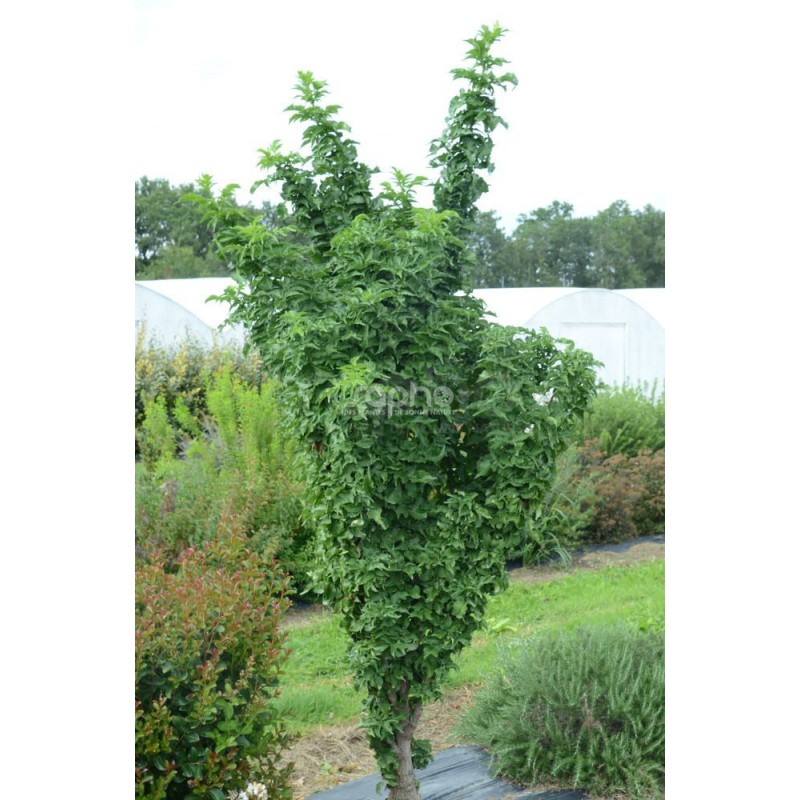 Sambucus nigra BLACK TOWER 'Eiffel 1'