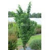Sambucus nigra BLACK TOWER 'Eiffel 1'
