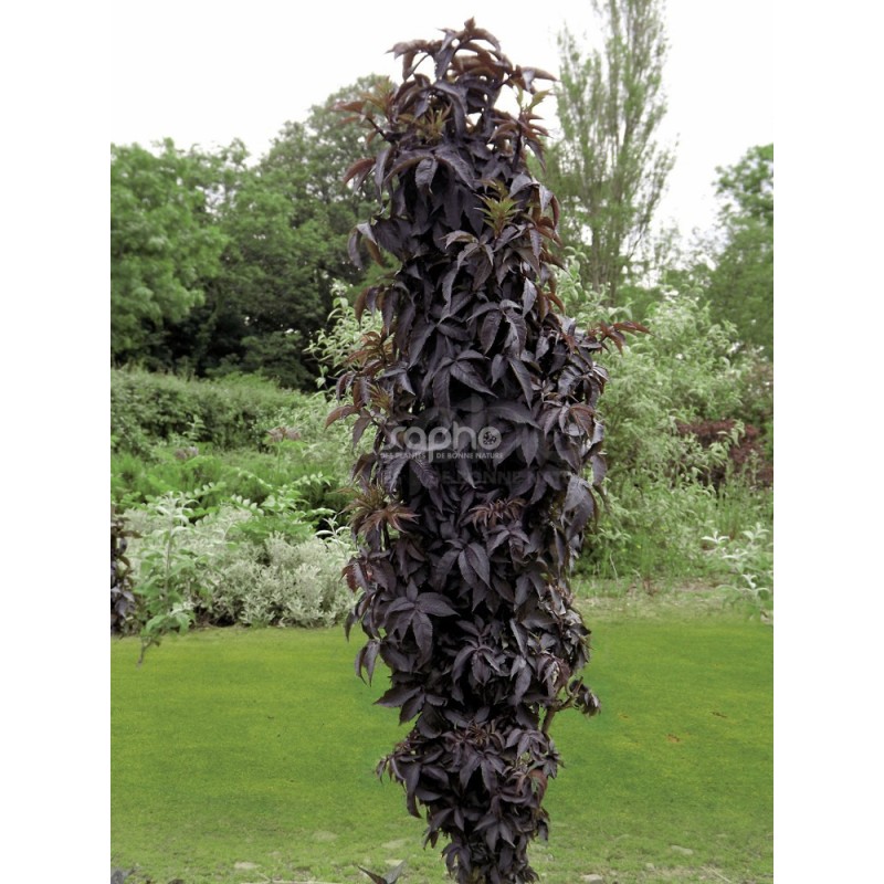 Sambucus nigra BLACK TOWER 'Eiffel 1'