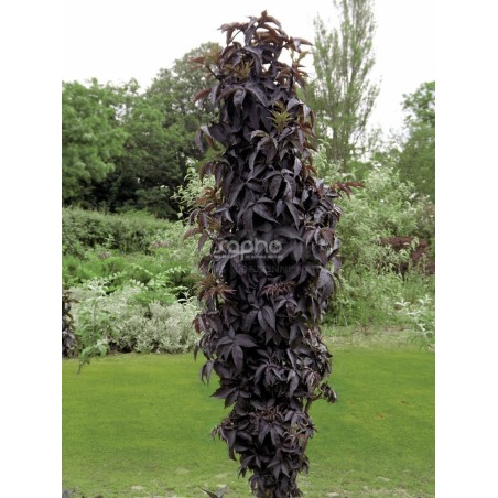 Sambucus nigra BLACK TOWER 'Eiffel 1'