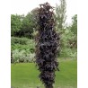 Sambucus nigra BLACK TOWER 'Eiffel 1'