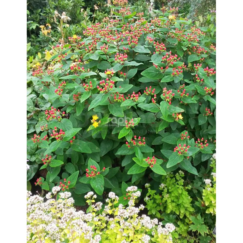 Hypericum x inodorum MAGICAL® Red Fame 'Kolmaref'
