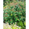 Hypericum x inodorum MAGICAL® Red Fame 'Kolmaref'