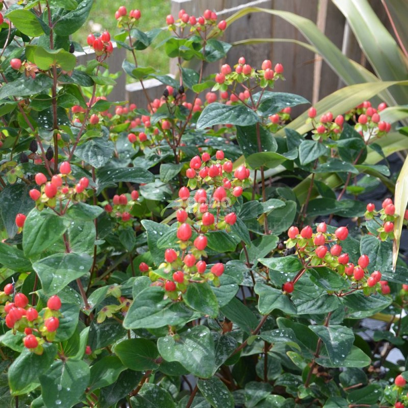 Hypericum x inodorum MAGICAL® Red Fame 'Kolmaref'