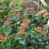 Hypericum x inodorum MAGICAL® Red Fame 'Kolmaref'