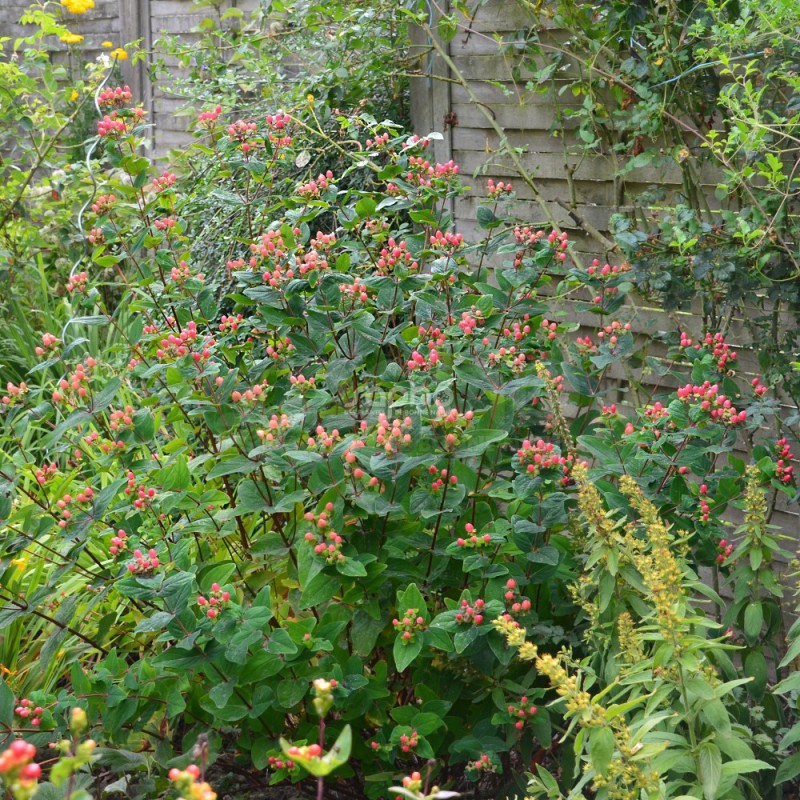 Hypericum x inodorum MAGICAL® Red Fame 'Kolmaref'