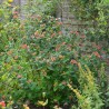 Hypericum x inodorum MAGICAL® Red Fame 'Kolmaref'