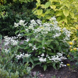 Hydrangea paniculata PRIM?WHITE® 'Dolprim'