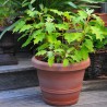 Hydrangea quercifolia ICE CRYSTAL 'HQOPR010'
