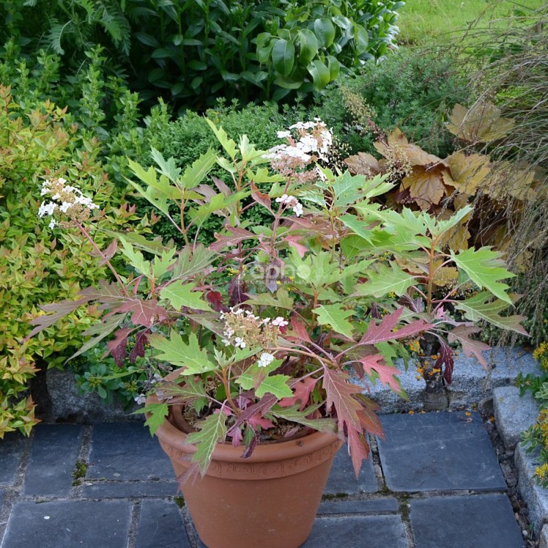 Hydrangea quercifolia ICE CRYSTAL 'HQOPR010'