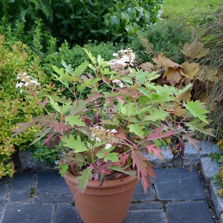 Hydrangea quercifolia ICE CRYSTAL 'HQOPR010'