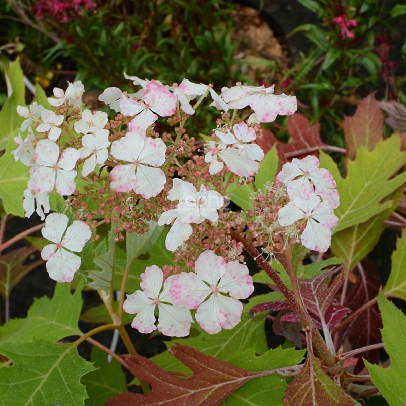 Hydrangea quercifolia ICE CRYSTAL 'HQOPR010'