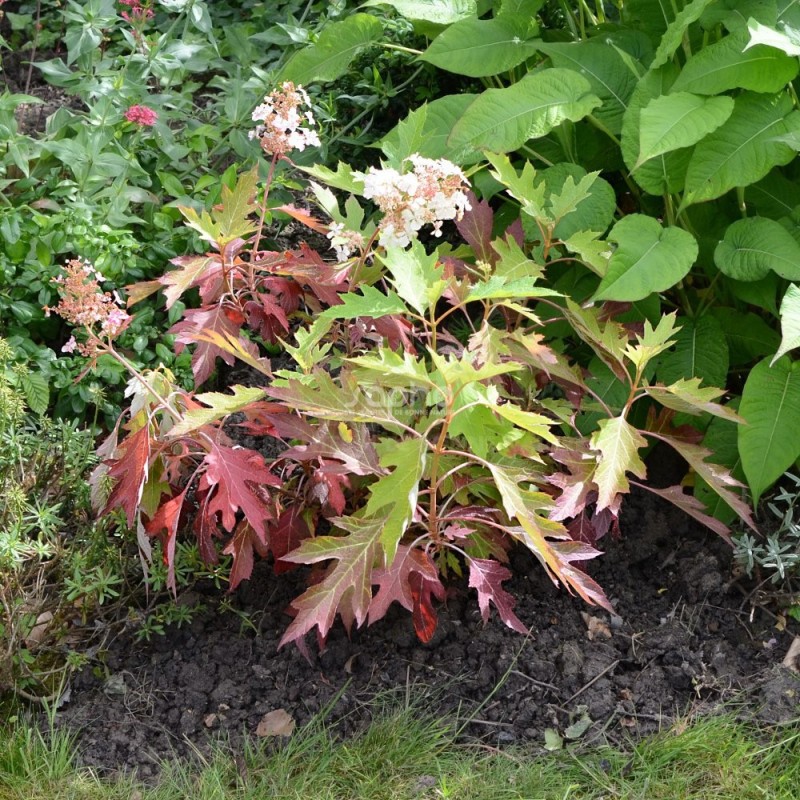 Hydrangea quercifolia ICE CRYSTAL 'HQOPR010'