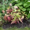 Hydrangea quercifolia ICE CRYSTAL 'HQOPR010'