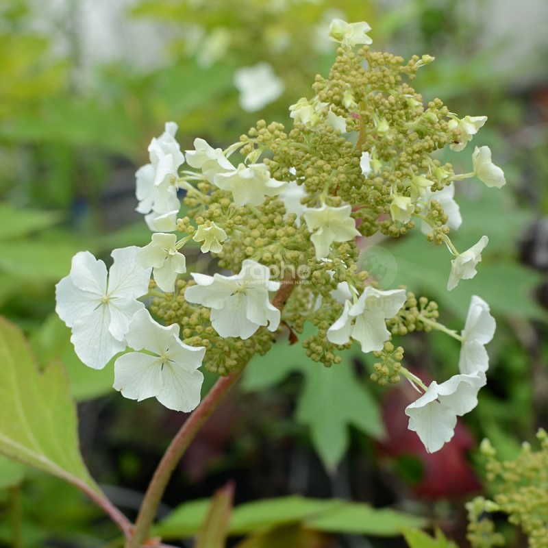 Hydrangea quercifolia ICE CRYSTAL 'HQOPR010'