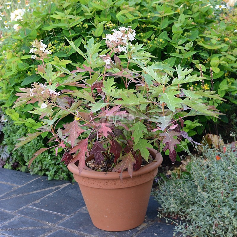 Hydrangea quercifolia ICE CRYSTAL 'HQOPR010'