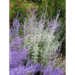 Pervoskia atriplicifolia SILVERY BLUE 'LISSVERY'