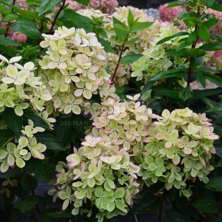 Hydrangea paniculata PASTELGREEN® 'Renxolor'
