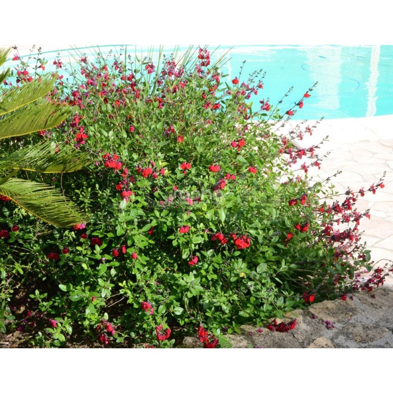 Salvia x jamensis RÊVE® ROUGE 'FAURESAL02'