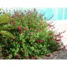 Salvia x jamensis RÊVE® ROUGE 'FAURESAL02'