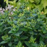 Hypericum x inodorum MAGICAL® Limelight 'Kolmalimeli'
