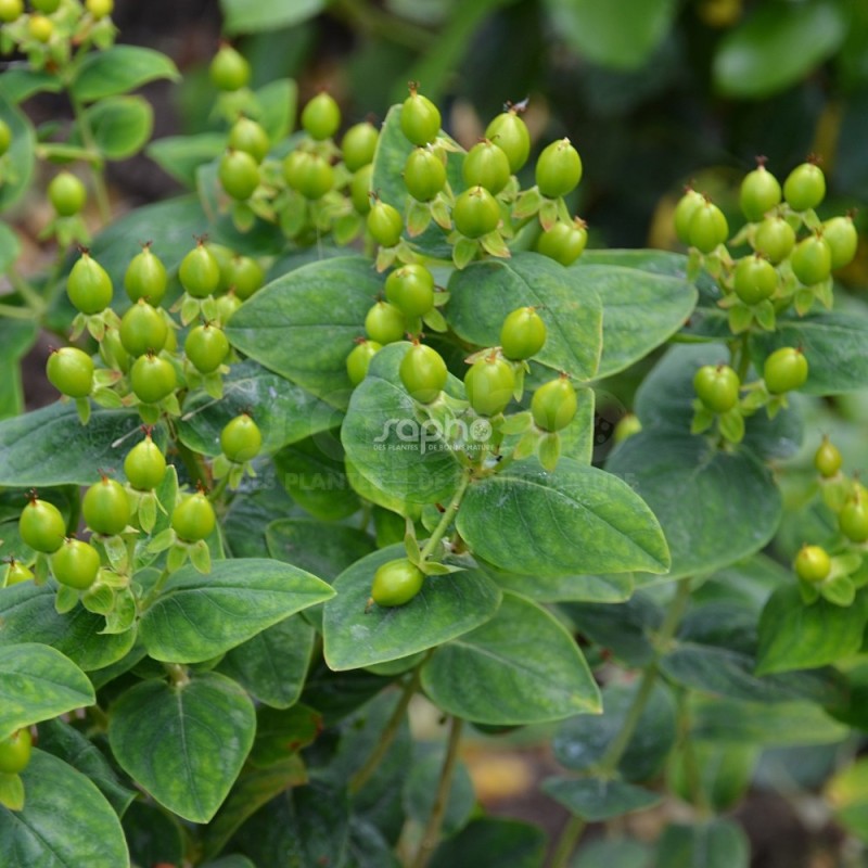 Hypericum x inodorum MAGICAL® Limelight 'Kolmalimeli'