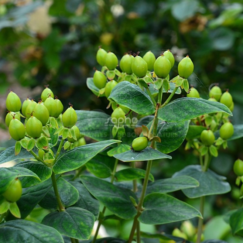 Hypericum x inodorum MAGICAL® Limelight 'Kolmalimeli'