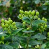 Hypericum x inodorum MAGICAL® Limelight 'Kolmalimeli'