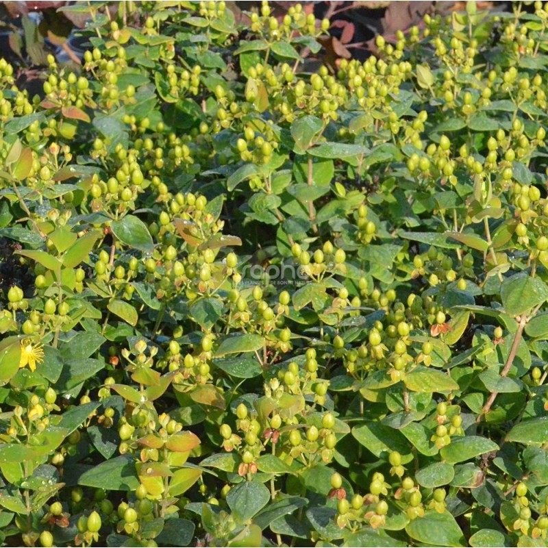 Hypericum x inodorum MAGICAL® Limelight 'Kolmalimeli'