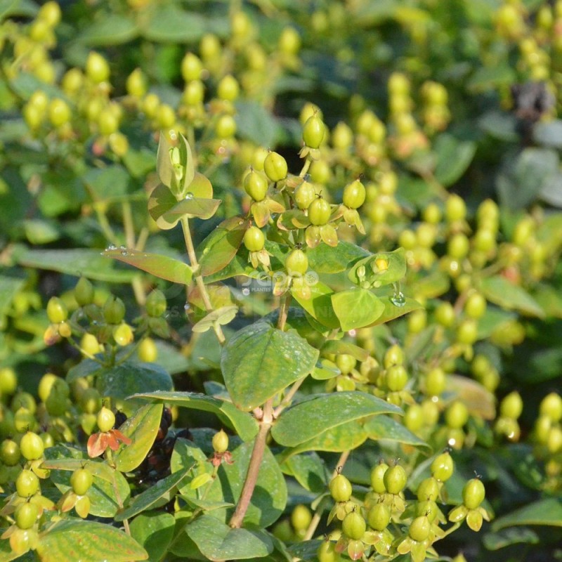 Hypericum x inodorum MAGICAL® Limelight 'Kolmalimeli'