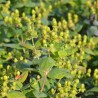 Hypericum x inodorum MAGICAL® Limelight 'Kolmalimeli'