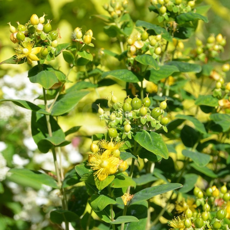 Hypericum x inodorum MAGICAL® Limelight 'Kolmalimeli'