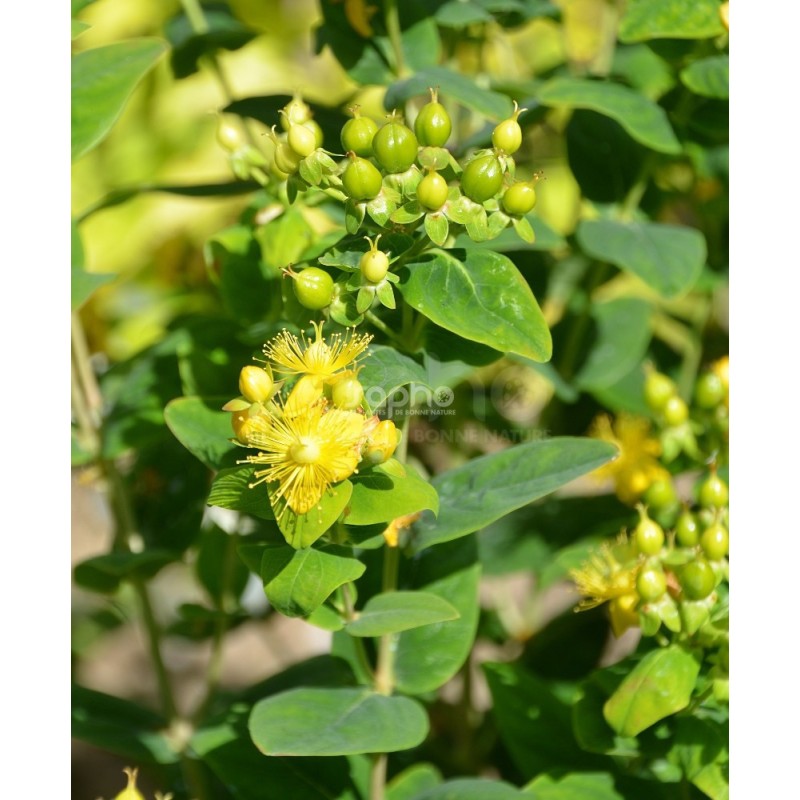Hypericum x inodorum MAGICAL® Limelight 'Kolmalimeli'