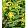 Hypericum x inodorum MAGICAL® Limelight 'Kolmalimeli'
