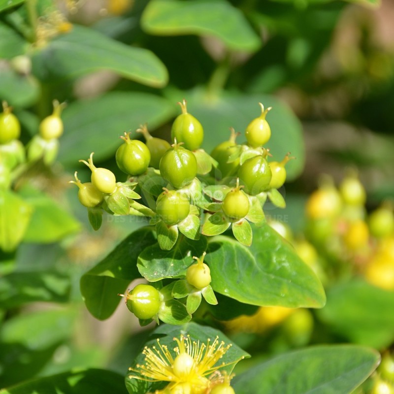 Hypericum x inodorum MAGICAL® Limelight 'Kolmalimeli'