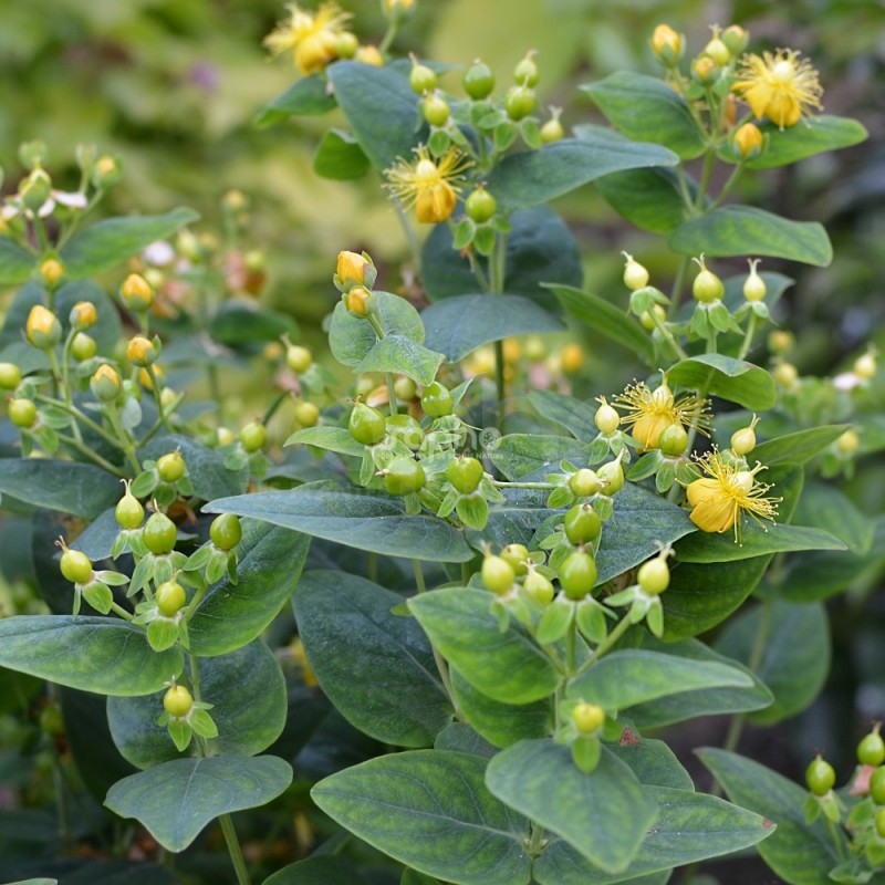 Hypericum x inodorum MAGICAL® Limelight 'Kolmalimeli'