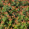 Hypericum x inodorum MAGICAL® Pumpkin 'Kolmapuki'