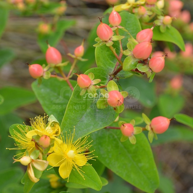 Hypericum x inodorum MAGICAL® Pumpkin 'Kolmapuki'