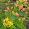 Hypericum x inodorum MAGICAL® Pumpkin 'Kolmapuki'